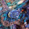 Etole dissidence marine broche laines aquareve